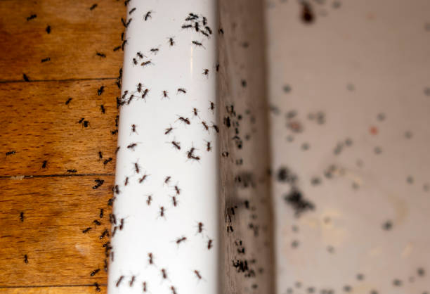 Best Cockroach Control Services  in Oakland City, IN